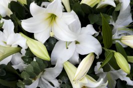 Close up of lilies